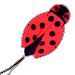 Lady Bug Kite at Will of the Wind
